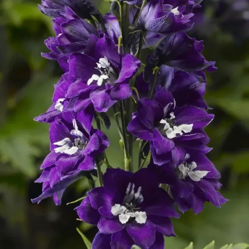 Larkspur