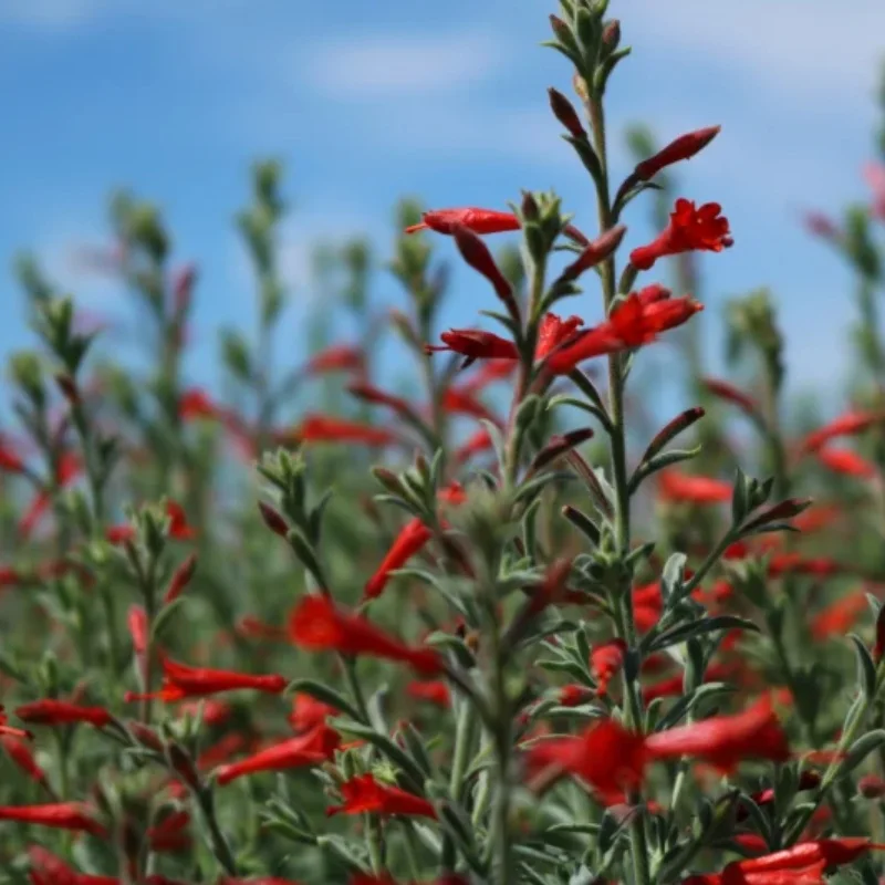Hummingbird Trumpet