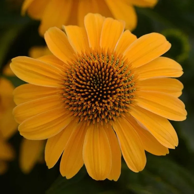Coneflower