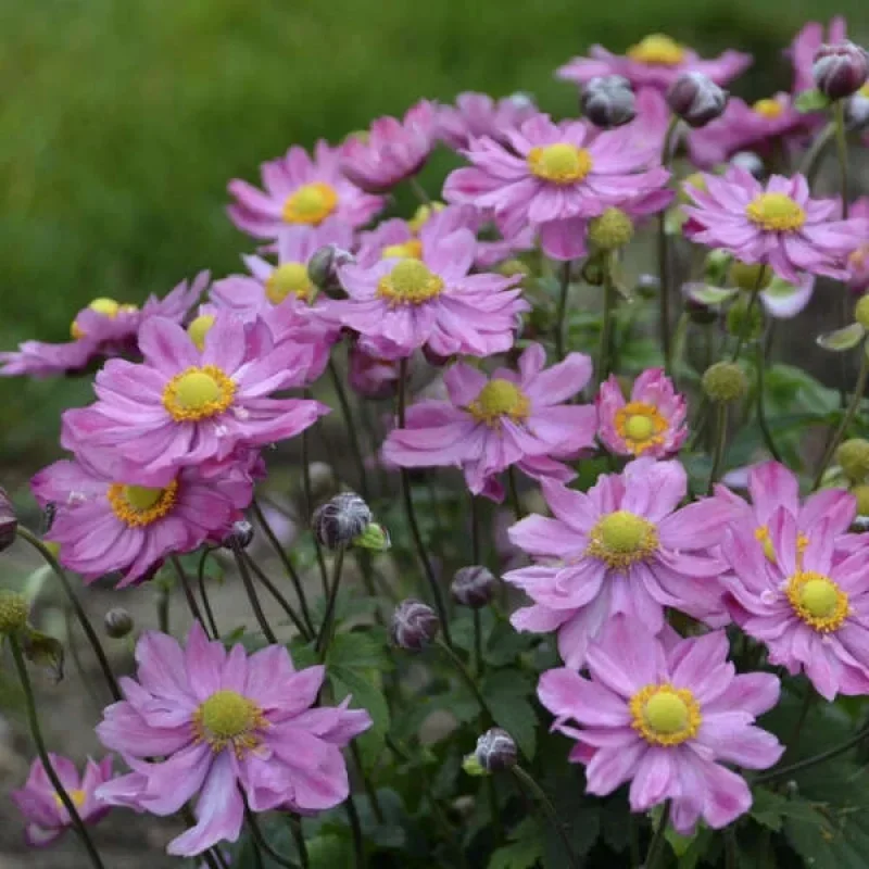 Windflower