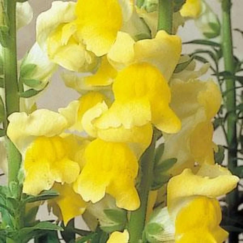Snapdragon