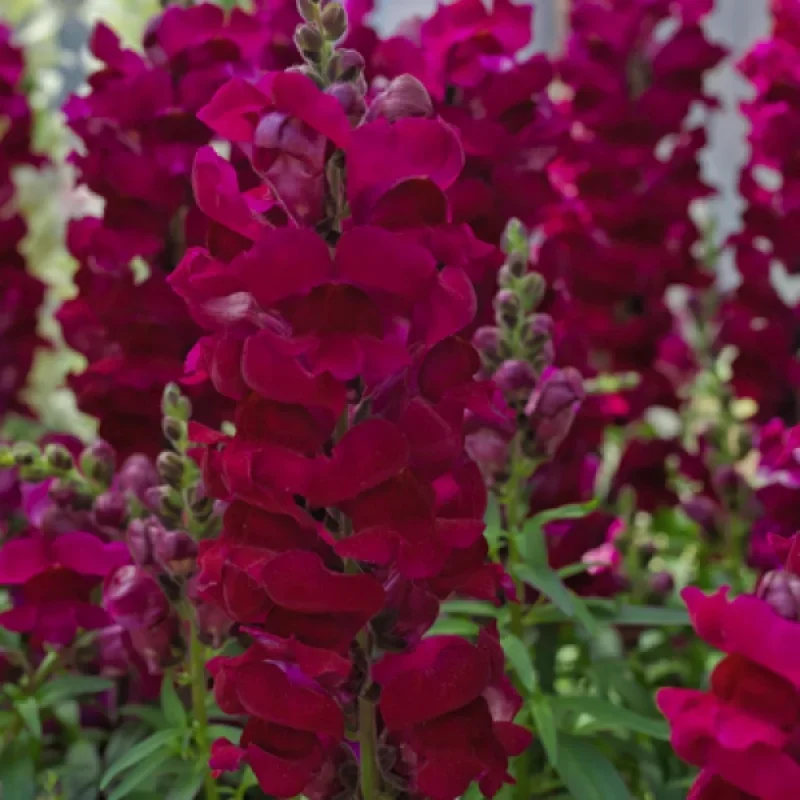 Snapdragon