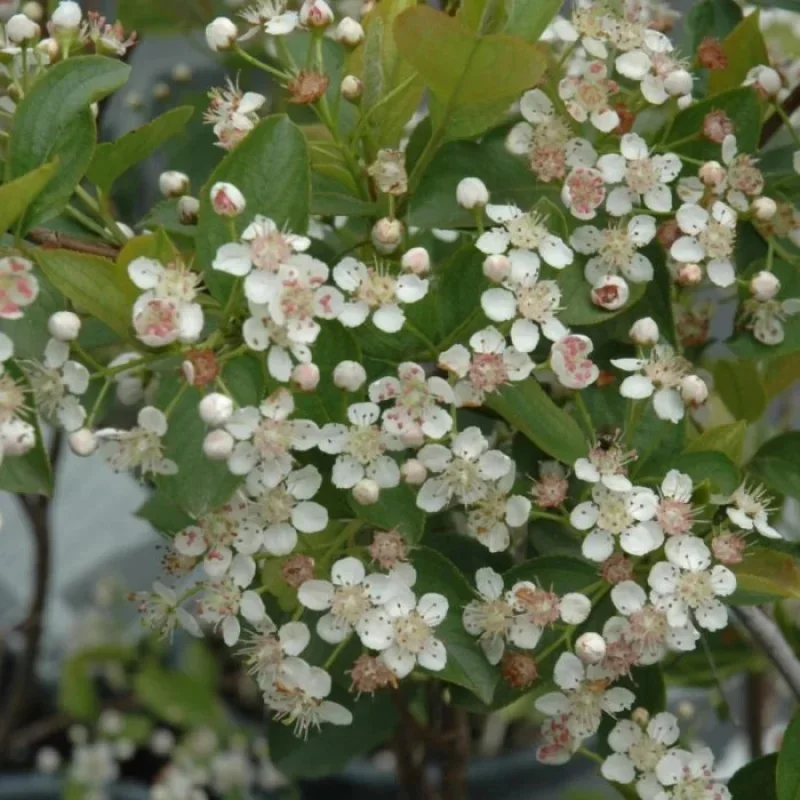 Chokeberry