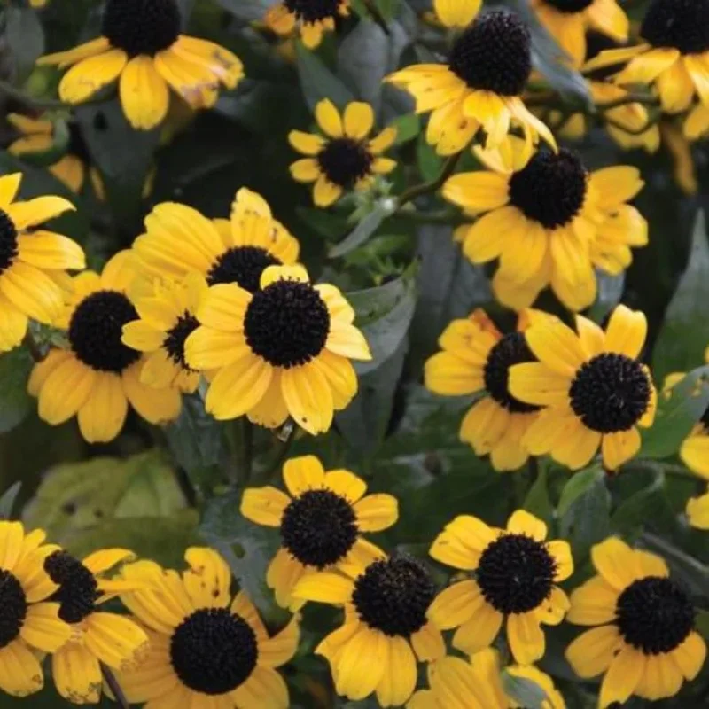 Black-Eyed Susan
