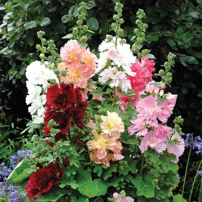 Hollyhock