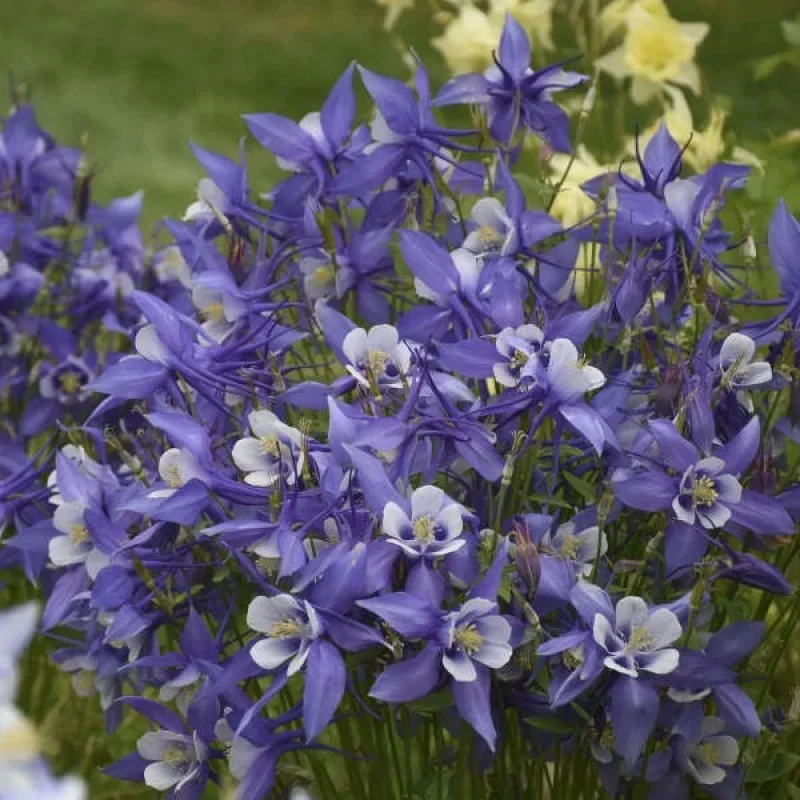 Columbine