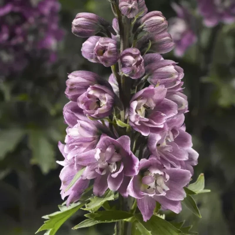 Larkspur
