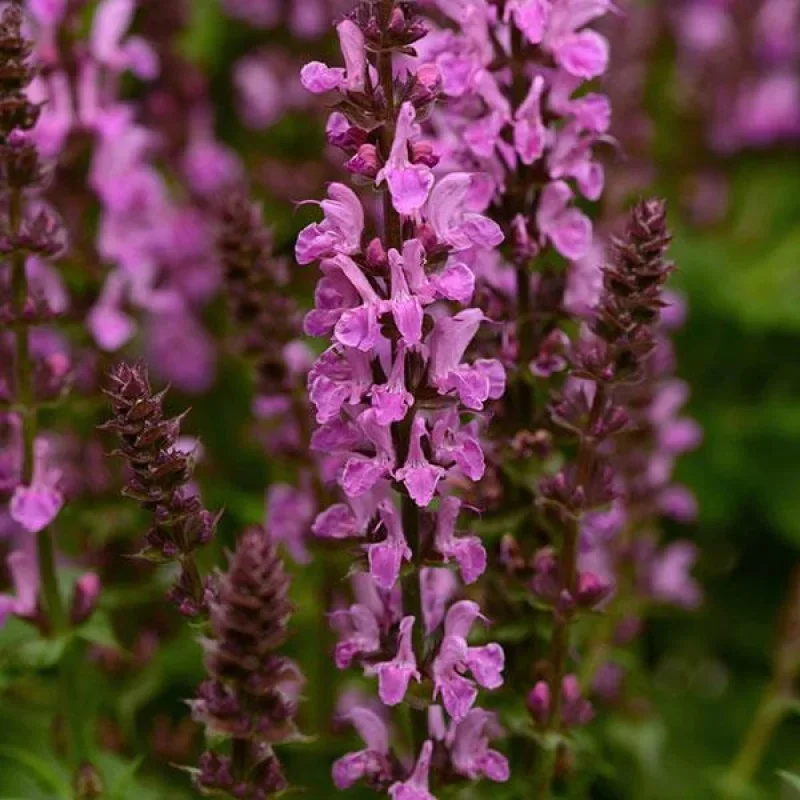 Meadow Sage