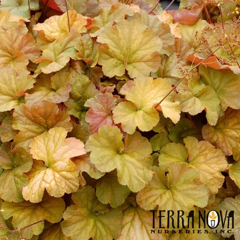 Coral Bells
