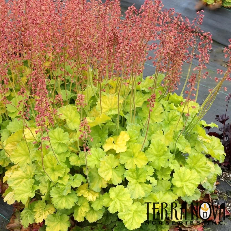 Coral Bells