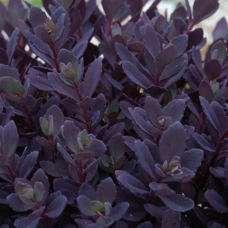 Stonecrop
