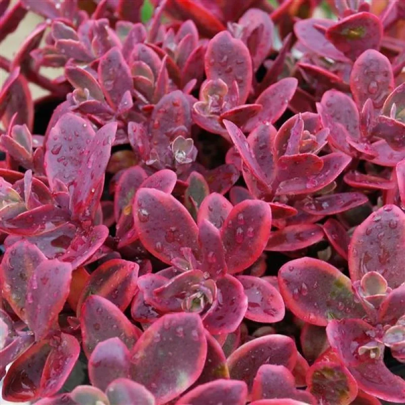 Stonecrop