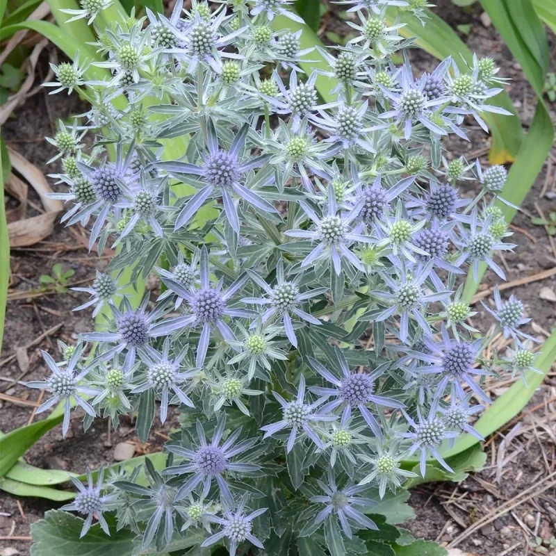 Sea Holly