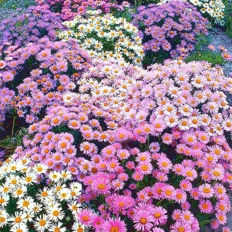 Alpine Aster