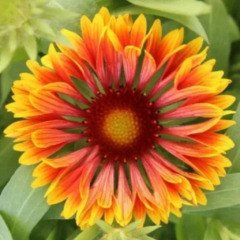 Blanket Flower