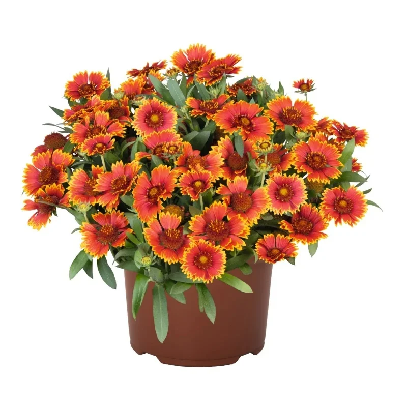Blanket Flower