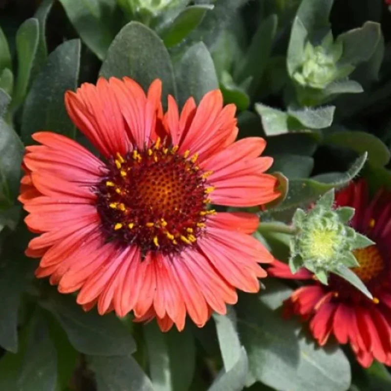 Blanket Flower