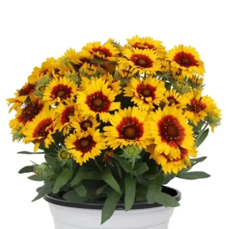 Blanket Flower