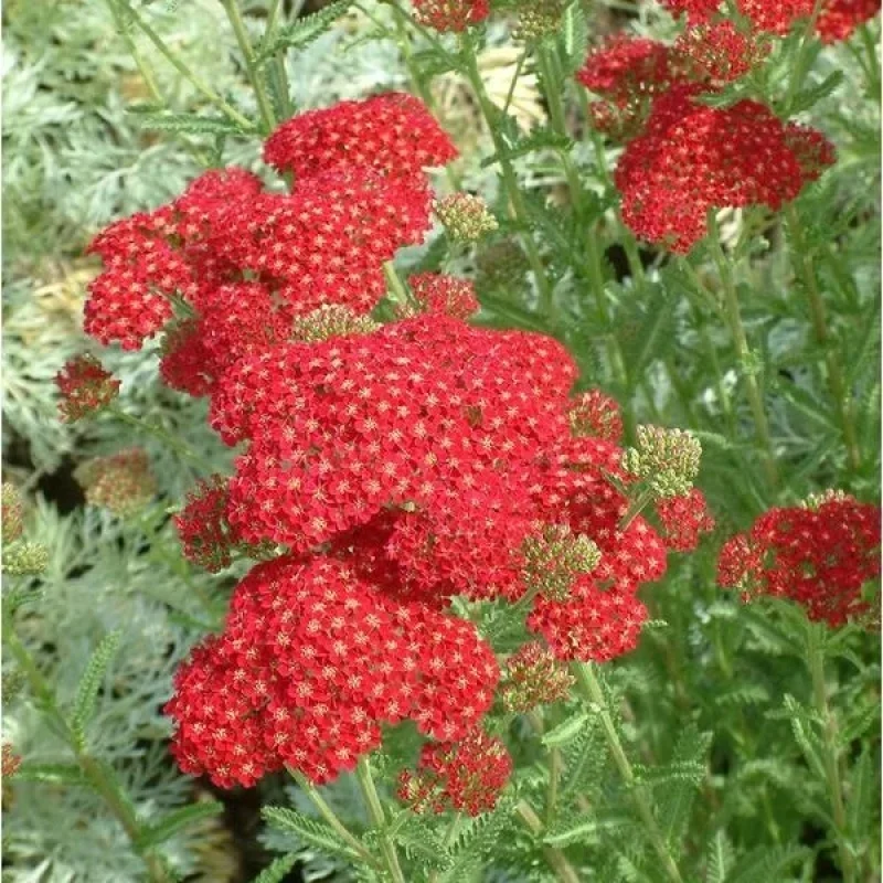 Yarrow