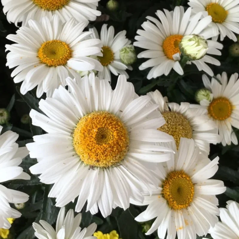Shasta Daisy