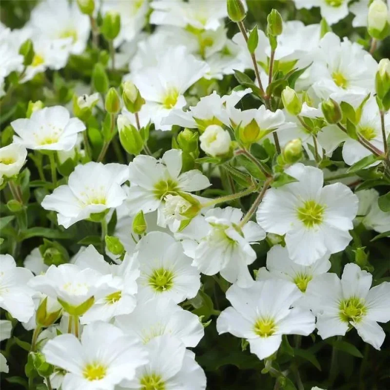 Sandwort
