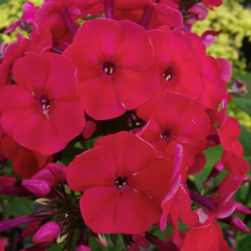 Garden Phlox