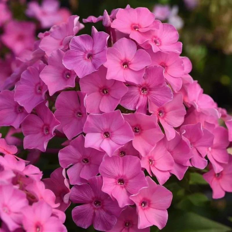 Garden Phlox
