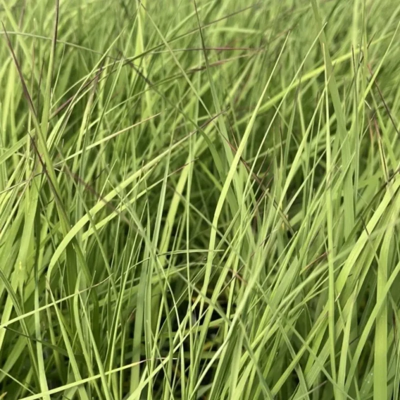 Deer Grass