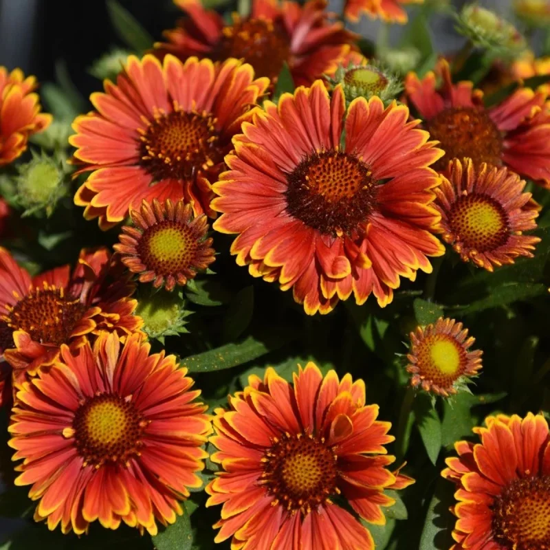 Blanket Flower