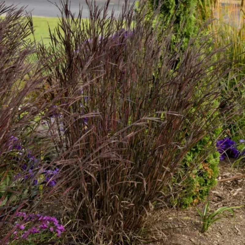 Big Bluestem