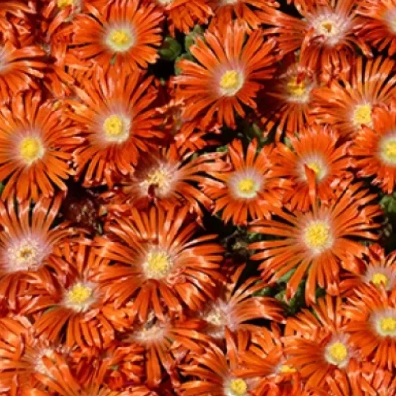 Hardy Ice Plant