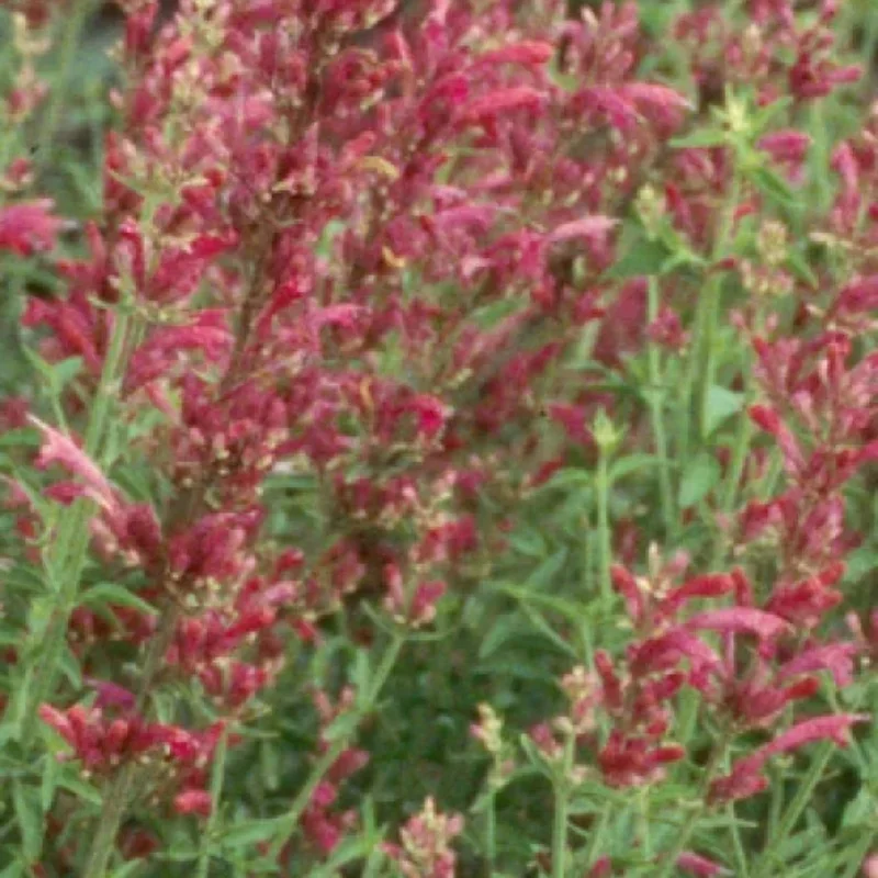 Texas Hummingbird Mint, Hyssop