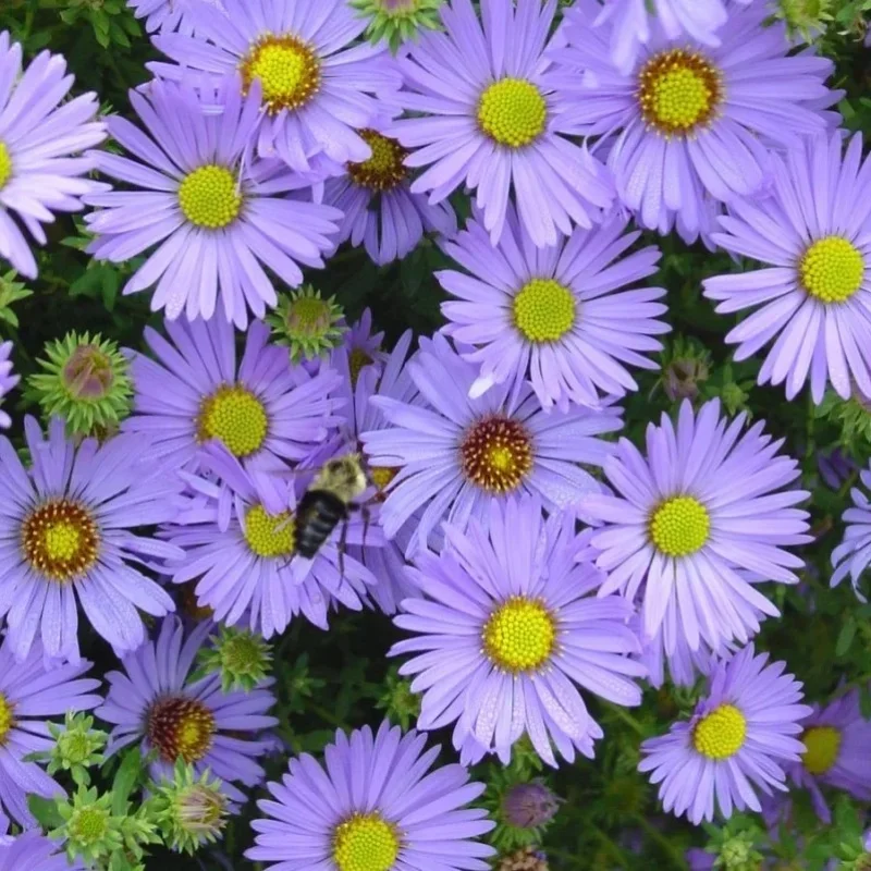 Aromatic Aster, Michaelmas Daisy