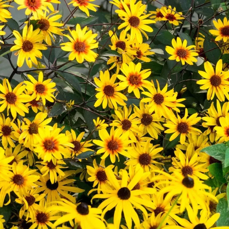 False Sunflower