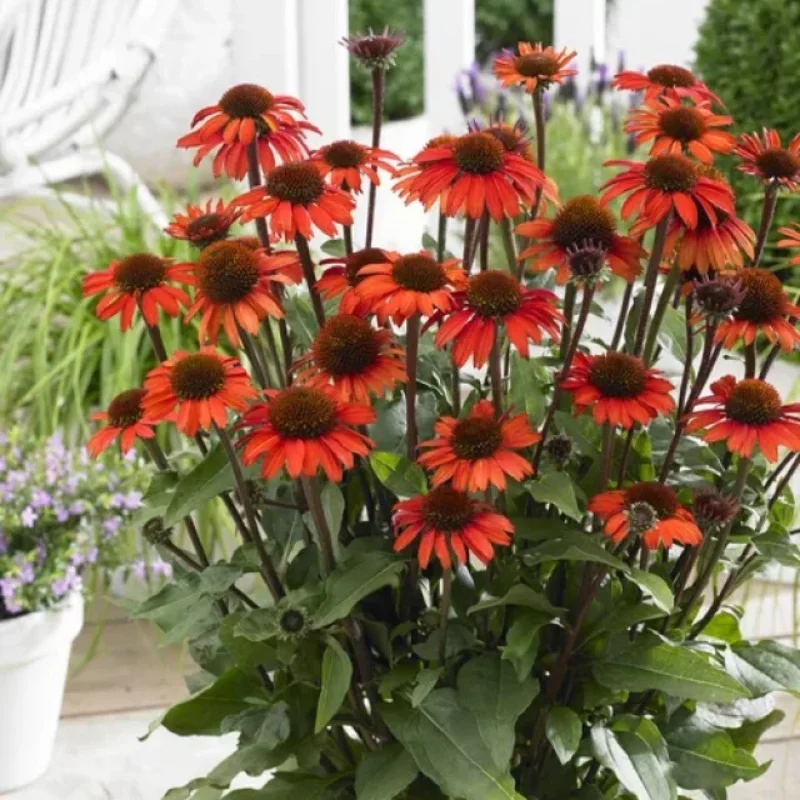 Coneflower