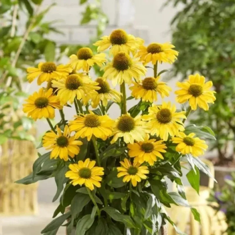 Coneflower