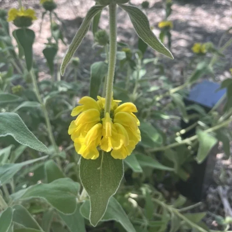 Hardy Jerusalem Sage