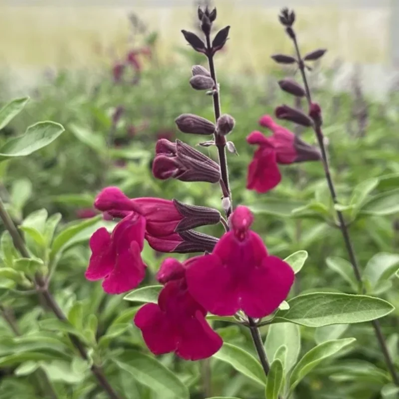 Autumn Sage