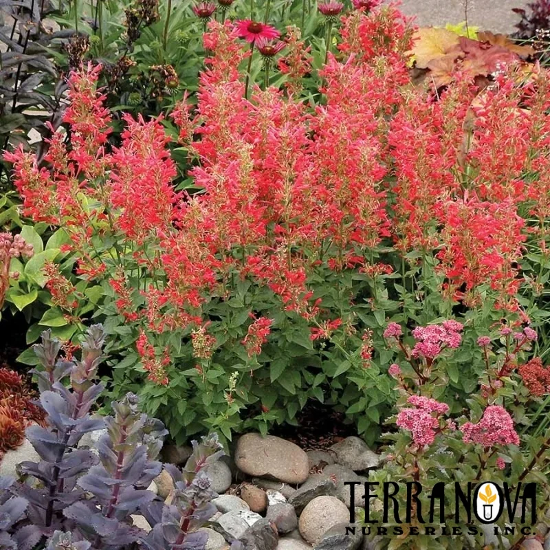 Hyssop, Hummingbird Mint