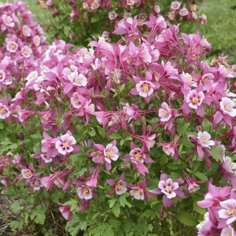Columbine