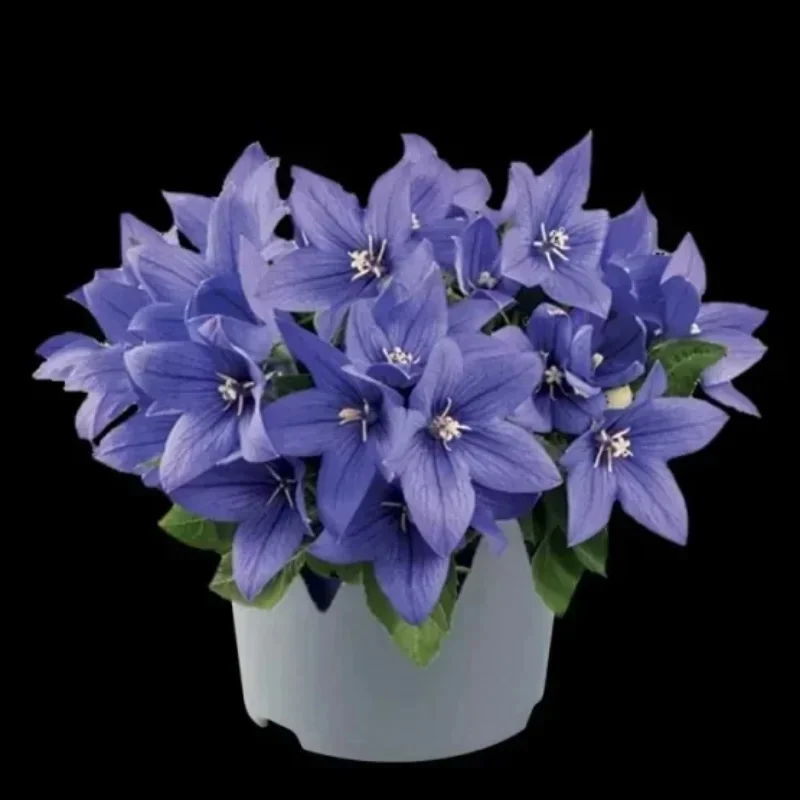 Balloon Flower
