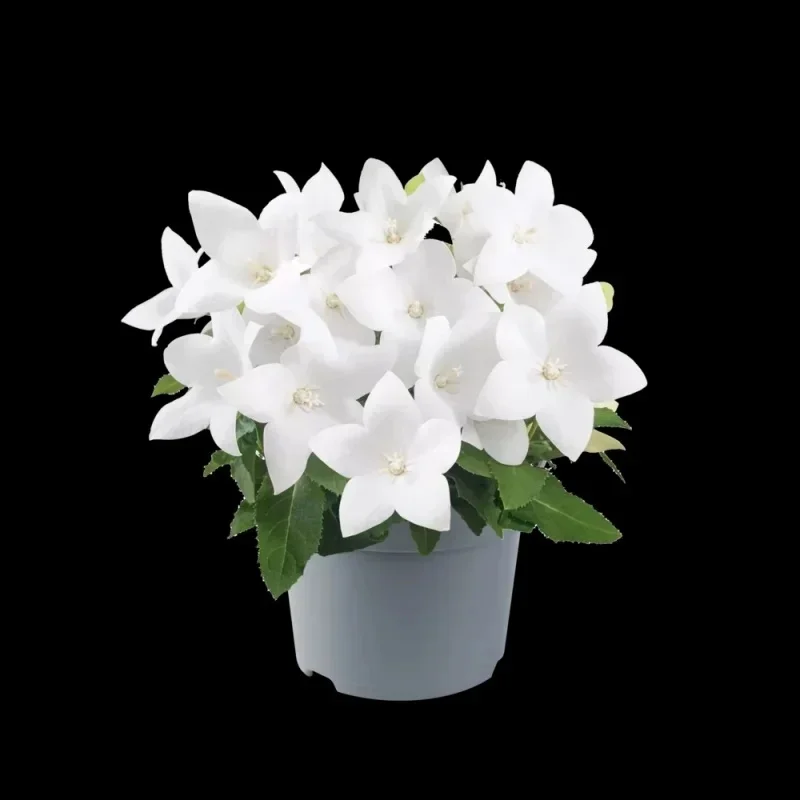 Balloon Flower