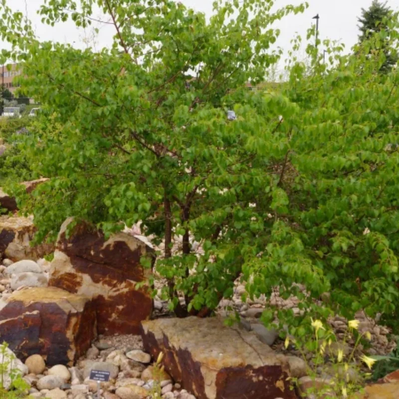Western Water Birch