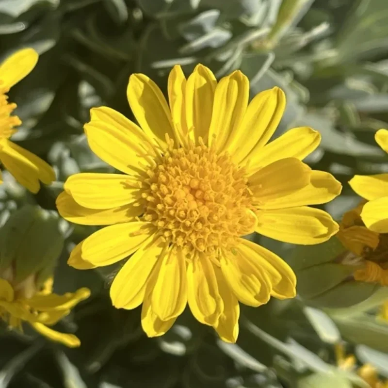 Barbary Ragwort