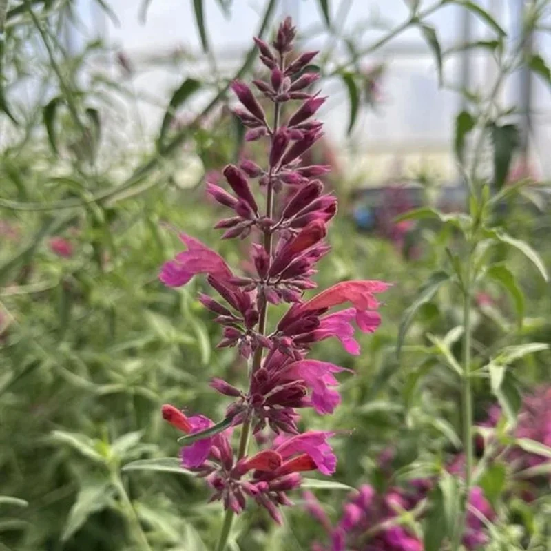 Hyssop, Hummingbird Mint