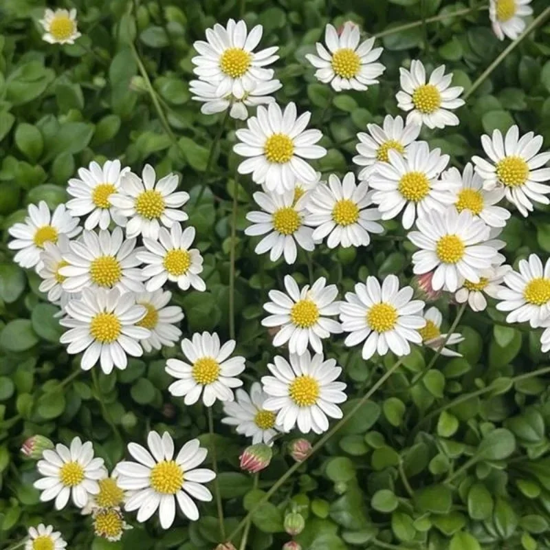Miniature Mat Daisy