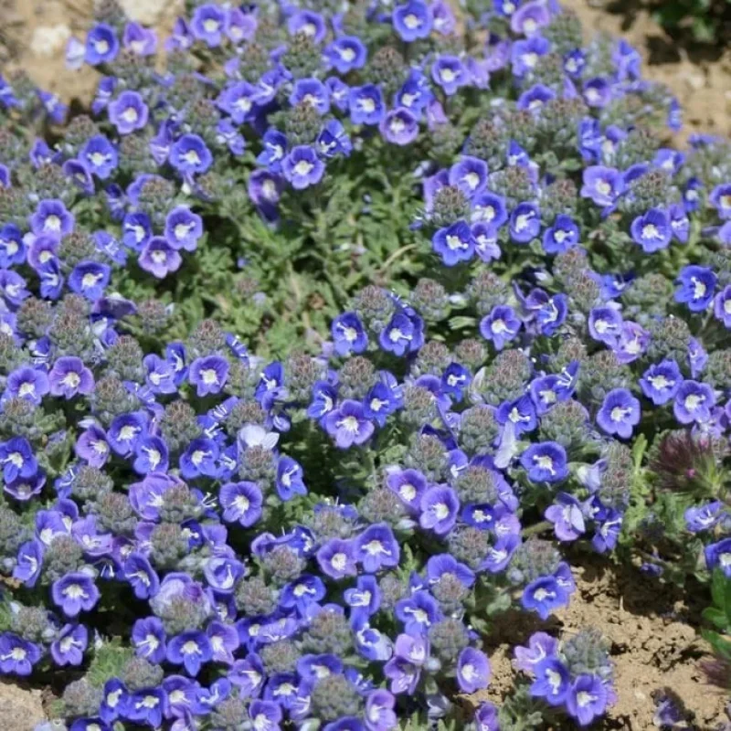 Woolly Creeping Speedwell