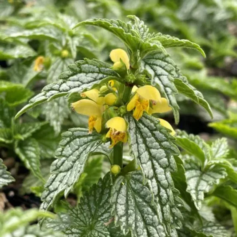 Deadnettle
