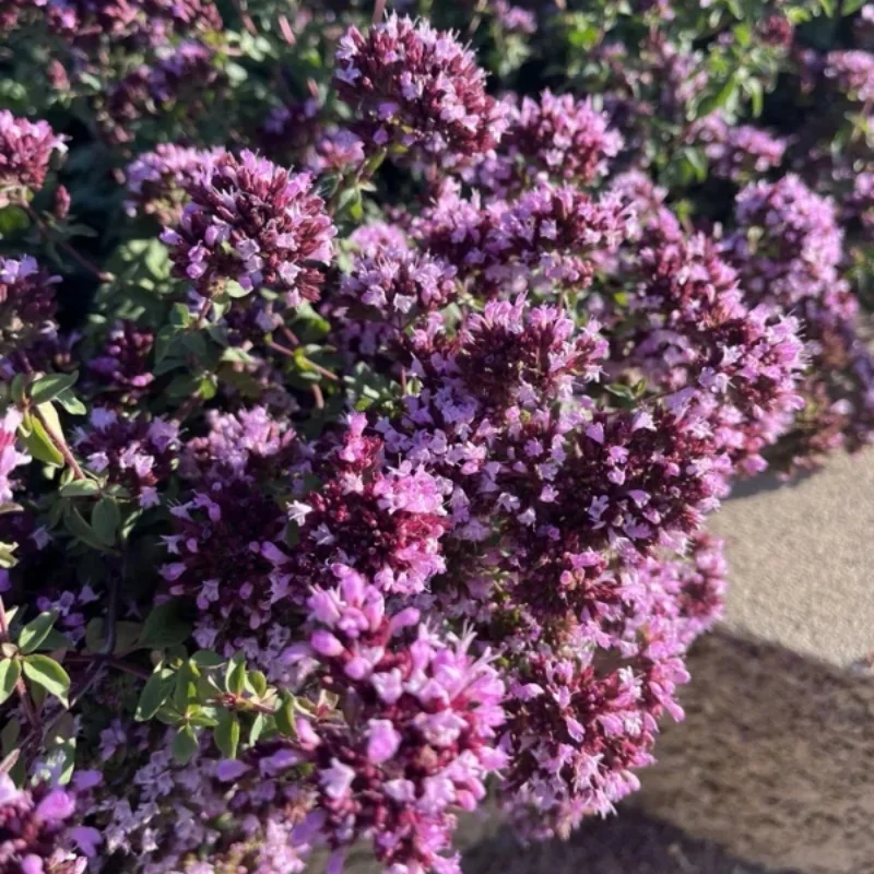 Ornamental Oregano