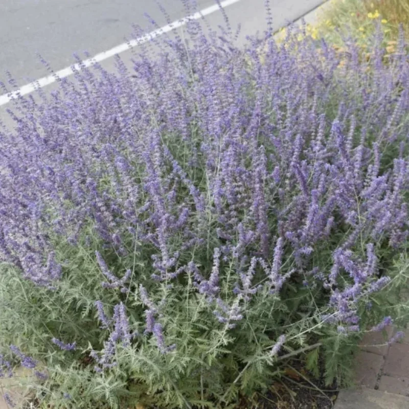 Russian Sage